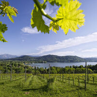 Blick vom Klagenfurter Weinberg auf den Wörthersee, Foto: Helge Bauer