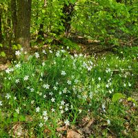 Blumen am Wegesrand