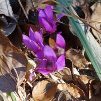 Flora