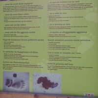 Verhaltensregeln gegenüber Bären