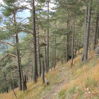 runter über den Steinapfelsteig