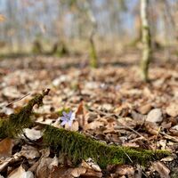 Exdorf - zur Platte