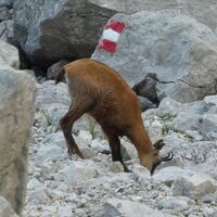 Gemsen im Bereich des Teichleins
