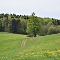 Michelbacher Elsbeerweg