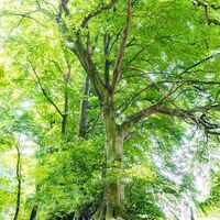 Aachener Wald