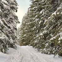 Der Wanderweg durch den Wald