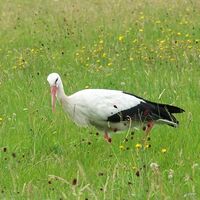 Weißstorch im Beeder Biotop