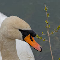 Schwan