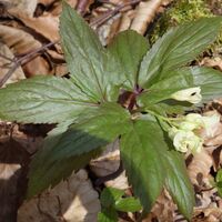 Zahnwurz (Dentaria enneaphyllos)