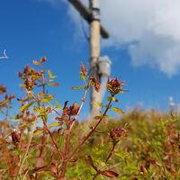Gipfelkreuz Stolzkopf