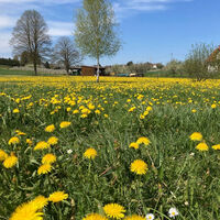 Herrlich gelbe Blumenwiesen