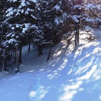 Schneeschuhwandern im Wald