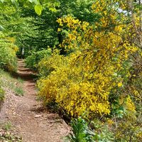 blühender Ginster am Wegesrand
