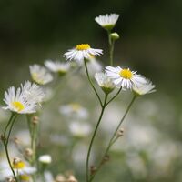 Blumen im Botanischen Garten Hamborn
