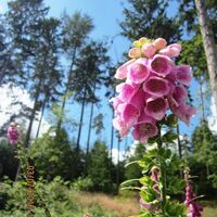Im sommerlichen Wald im Bereich der Grotenburg