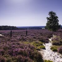 Wietzer Berg