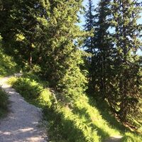 Wald