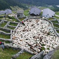 Färrich mit Schafen