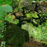 KrausbuchenWeg_Schönecker Schweiz_Sebastian Wiesen_10.2021 (6)