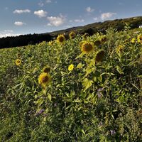 Sonnenblumenfelder_Apfelland-Stubenbergsee_Oststeiermark