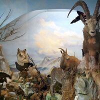 Naturmuseum Neuberg - Sammlung Schliefsteiner