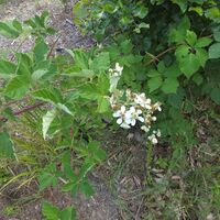 Flora