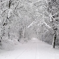 Im verschneiten Nationalpark-Wald