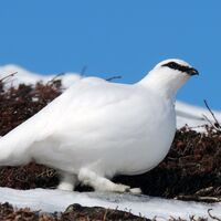 Schneehuhn