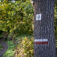 Baum am Haßlocher Mühlenwanderweg mit Wegelogo