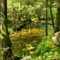 Der Flusslauf der Eyach
