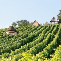 Weinberge bei Schorndorf