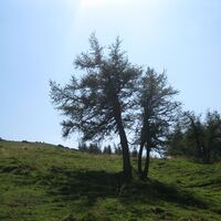 Göriacher Alm und Hochanger
