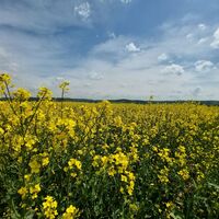 Auf sonnigen Wildberger Höhe