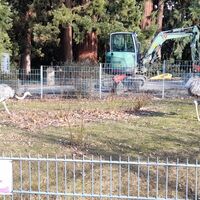 Tiere in der Wilhelma (Nandus)