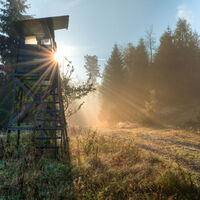 Loffenau Wald