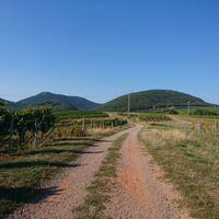 Blick auf den Pfälzerwald