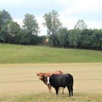 Weidelandschaft