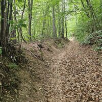 schöner Waldsingle