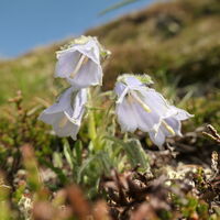prächtige Glockenblumen, generell eine sehr schöne Flora in den Seckauer Tauern