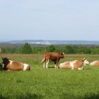 Zurück in Bieselsberg