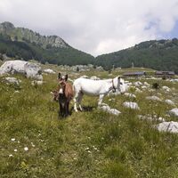 Almhütte Feld mit Tieren