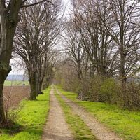 Baumallee in Richtung L66