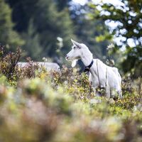 Wandern Menzenschwand