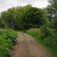 Blütenwanderweg Abzweigung an der Trauerweide