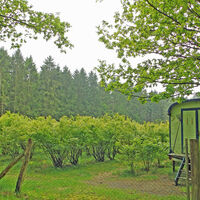 Heidelbeerplantage am NORDPFAD Riepholm-Gilkenheide