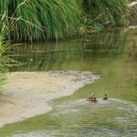 aue-chly-rhy-ufer-mit-enten