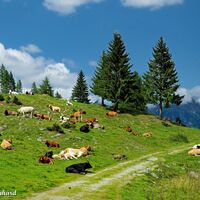 Von der Mühldorfer Alm wandern wir weiter zur Mernikalm.