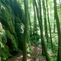 Bemooste Felsen in der Landgrafenschlucht