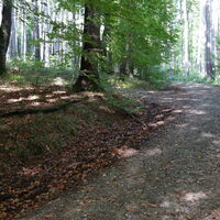 Aufstieg zum Wolfpassinger Berg