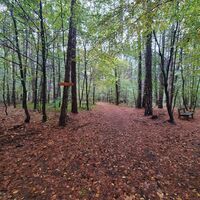 Waldweg